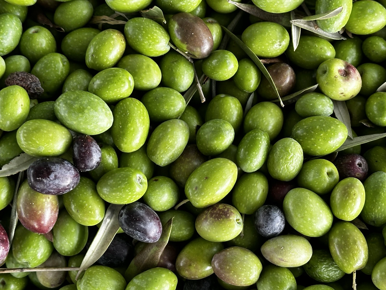 Aceitunas reci&eacute;n cosechadas listas para molturar